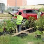 Vendedores de plantas na Via Expressa chegam a facturar mais de 7 milhões Kz por mês